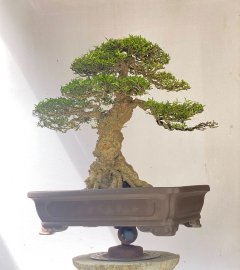 Informal upstraight bonsai tree
