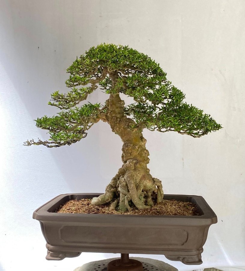 Informal upstraight bonsai tree
