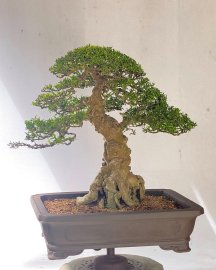 Informal upstraight bonsai tree
