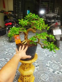 Trái Sơri 