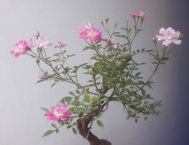 Em là Hoa Hồng bonsai rộ hoa...
