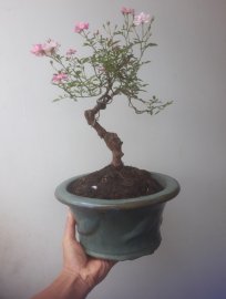 Em là Hoa Hồng bonsai rộ hoa...