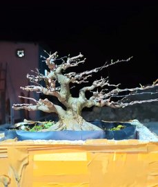 Mai chiếu thủy cây mini rất duyên