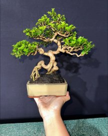 Sam hương quái già chát