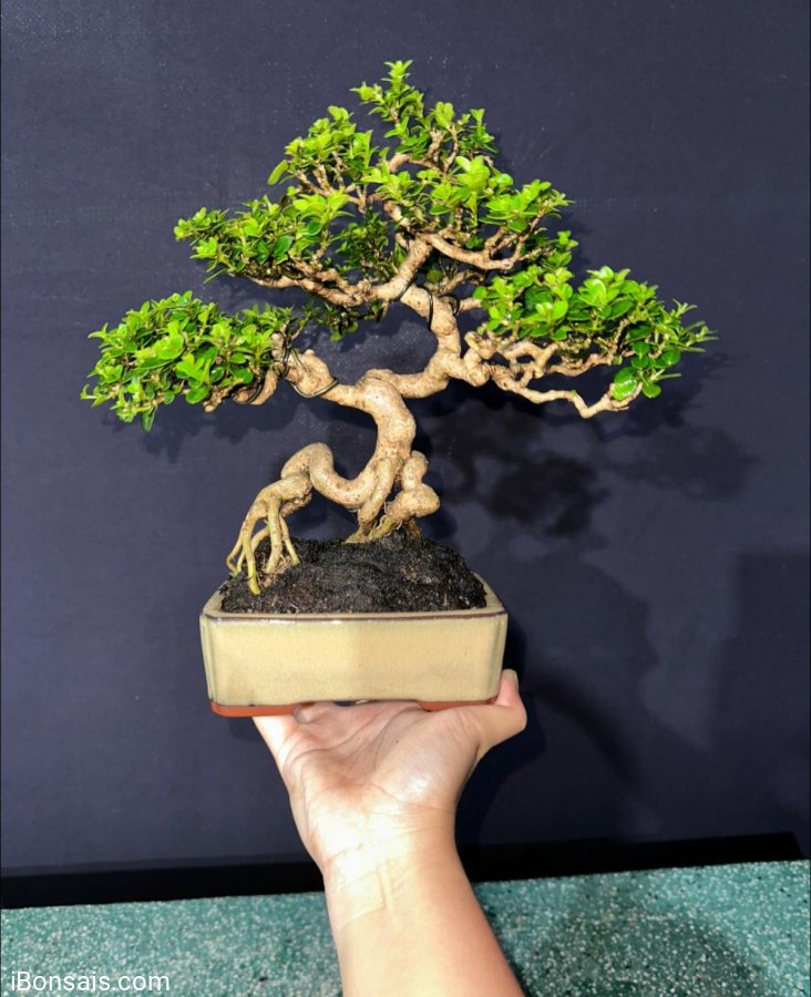 Premna bonsai tree