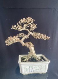 Sam núi già giá iu thương ạ