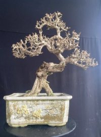 Sam núi già giá iu thương ạ