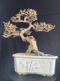 Sam núi già giá iu thương ạ