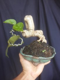 Em Giấy mini quái...