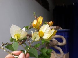 Bougainvillea mini tree