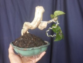 Bougainvillea mini tree