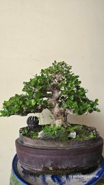 Antidesma acidum bonsai tree