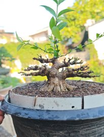 Wrightia religiosa mini tree
