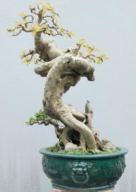 Bồ đề nghệ thuật