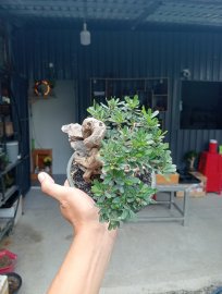 Linh sam ôm đá ❤️