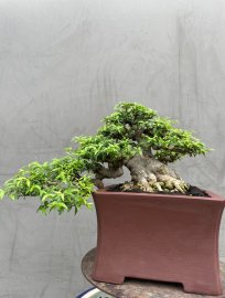 Mai chiếu thuỷ Lá trung