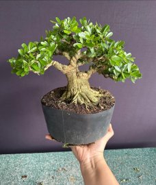 Linh sam lùn lực