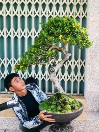 Scopolia nana bonsai tree