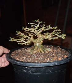 Blue bell mini bonsai tree with nice exposed roots