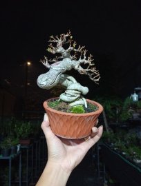 Bụt ❤️