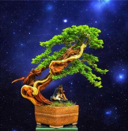 Trắc nghệ