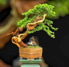 Trắc nghệ