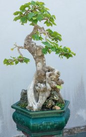 Bodhi mature tree