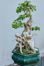 Bodhi mature tree