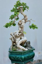 Bodhi mature tree