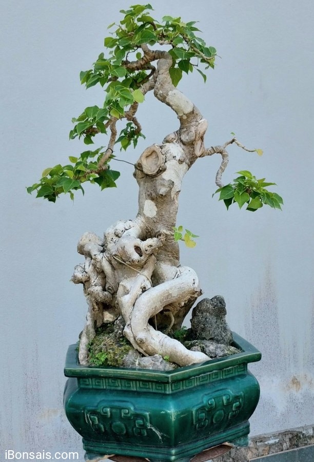 Bodhi mature tree