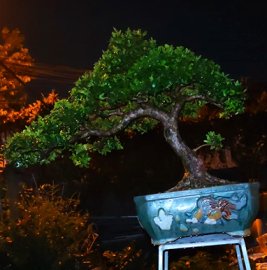 Hải Châu Bonsai