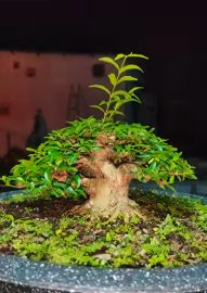 Mai chiếu thủy