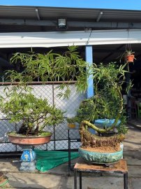 Bamboo tree