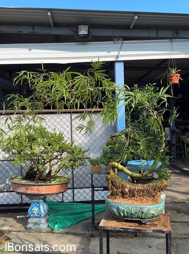Bamboo tree