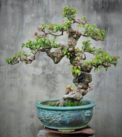 Star fruit bonsai tree