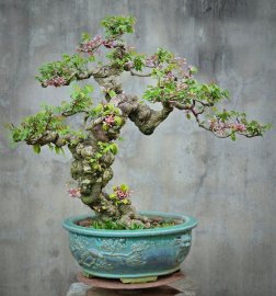 Star fruit bonsai tree