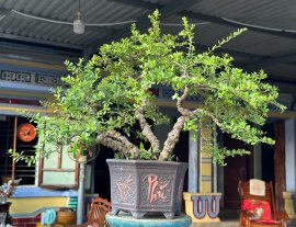 Cụm hải châu sông cầu da nu lá rí full hoa