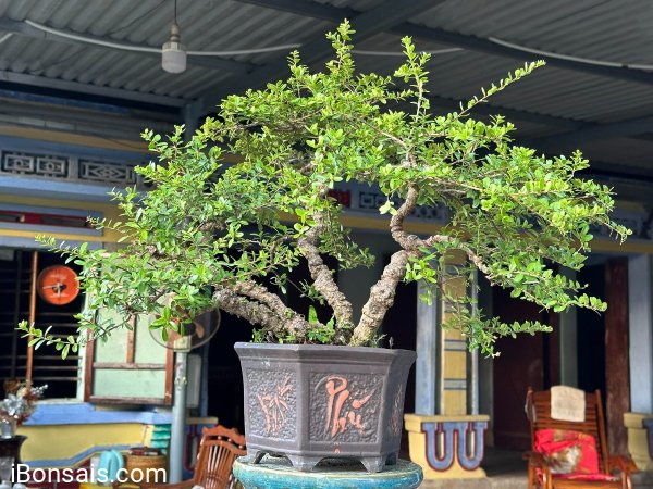 Scopolia nana tree