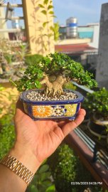 Premna tree