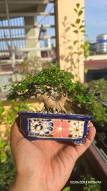 Premna tree
