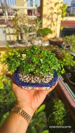 Premna tree