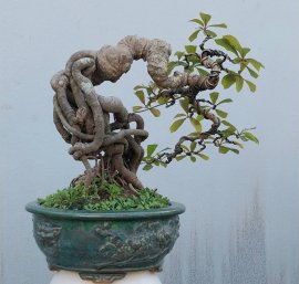 Lộc vừng mini nghệ thuật