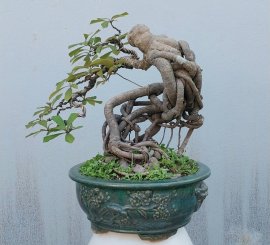 Red Barringtonia mini tree 