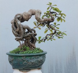 Red Barringtonia mini tree 