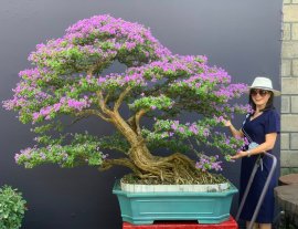 Desmodium unifoliatum mature bonsai tree