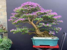 Linh sam khai thác rin