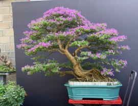 Desmodium unifoliatum mature bonsai tree