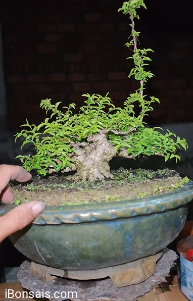 Trung nu dá 2xị7 bao nuôi thêm 3tháng.