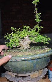 Trung nu dá 2xị7 bao nuôi thêm 3tháng.