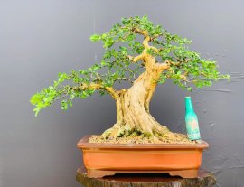 Cụ nguyệt 63 hoành cao chỉ 55 cm!